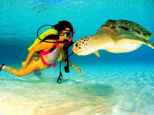 Обои картинки фото животные, Черепахи