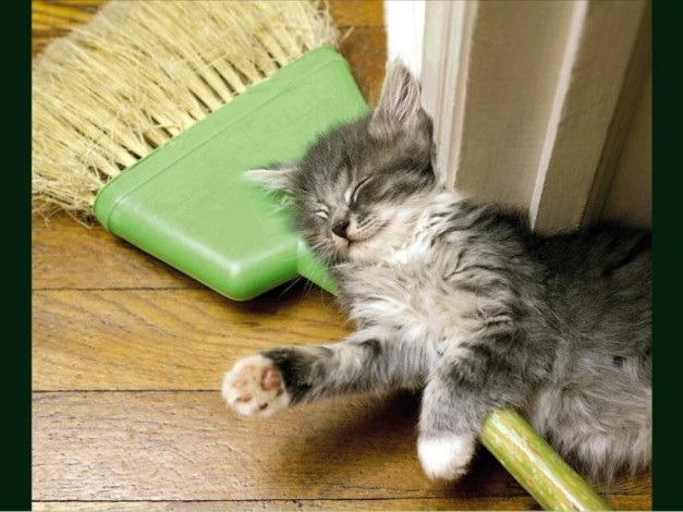 Обои картинки фото животные, коты