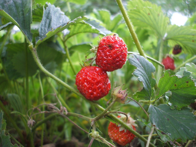 Обои картинки фото 