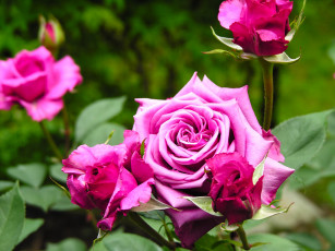 Картинка цветы розы