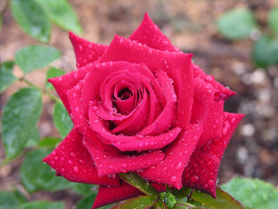 Картинка цветы розы