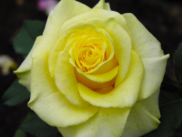 Обои картинки фото цветы, розы