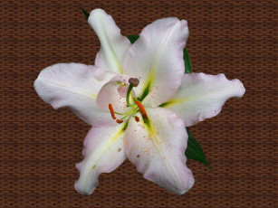 Картинка автор toha1967 цветы лилии лилейники