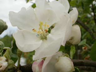 Картинка цветы цветущие деревья кустарники