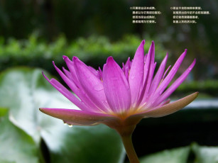 Картинка цветы лилии водяные нимфеи кувшинки