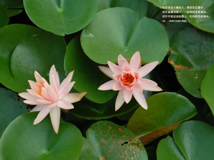 Картинка цветы лилии водяные нимфеи кувшинки