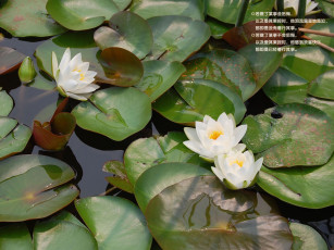 Картинка цветы лилии водяные нимфеи кувшинки