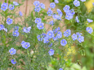 Картинка цветы луговые полевые