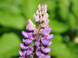 Картинка цветы люпин