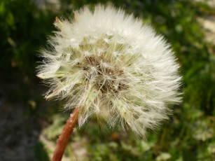 Картинка цветы одуванчики