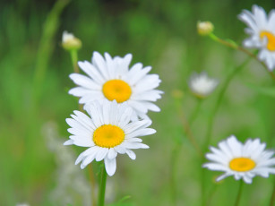 Картинка цветы ромашки