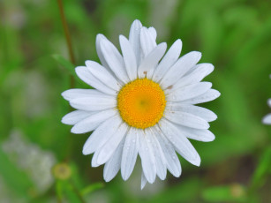 Картинка цветы ромашки