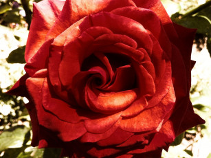 Картинка цветы розы