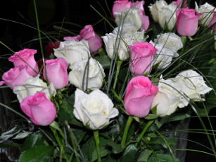 Картинка цветы розы