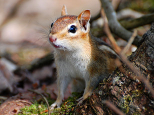 Картинка животные бурундуки