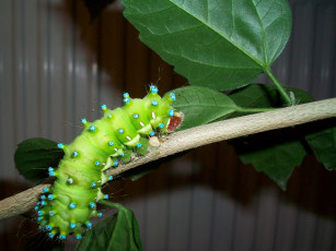 Картинка животные гусеницы