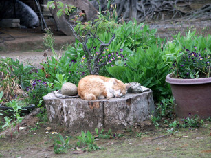 Картинка животные коты