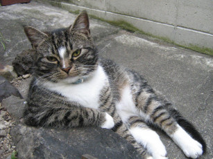 Картинка животные коты