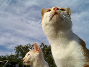 Картинка животные коты