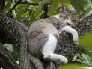 Картинка животные коты