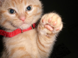 Картинка животные коты