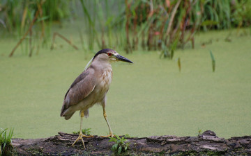 Картинка животные птицы