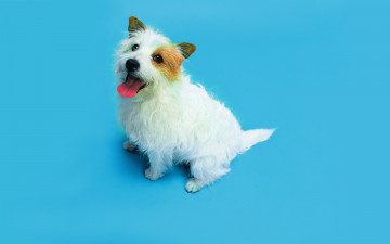 Картинка животные собаки