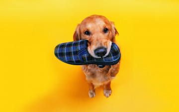 Картинка животные собаки