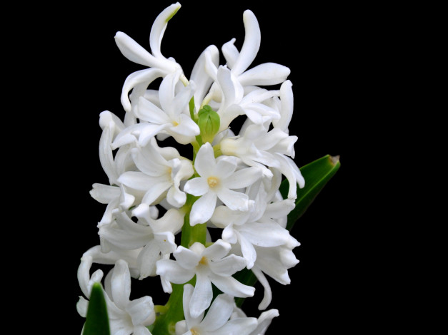 Обои картинки фото цветы, гиацинты