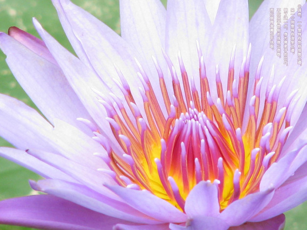 Обои картинки фото цветы, лилии, водяные, нимфеи, кувшинки