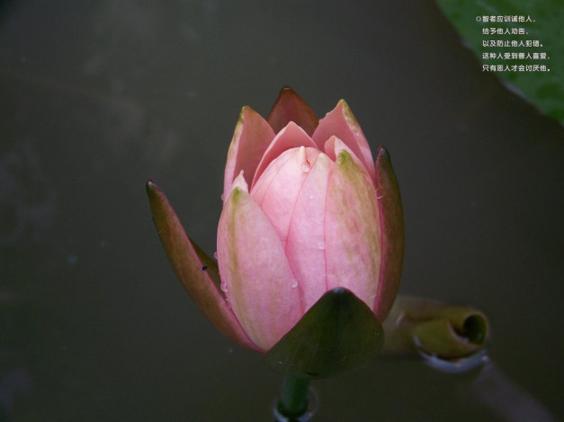 Обои картинки фото цветы, лилии, водяные, нимфеи, кувшинки