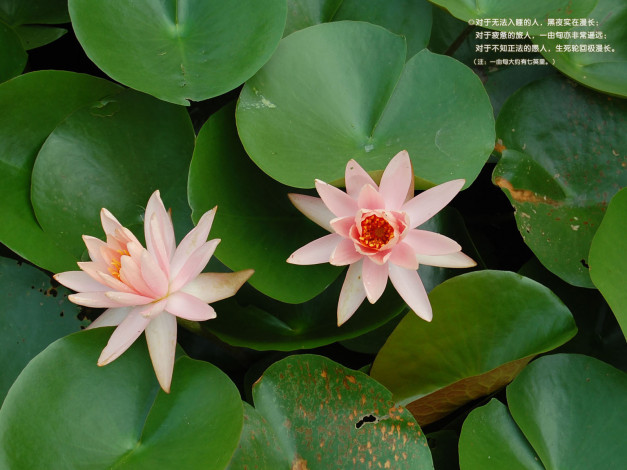 Обои картинки фото цветы, лилии, водяные, нимфеи, кувшинки