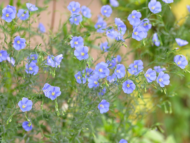 Обои картинки фото цветы, луговые, полевые