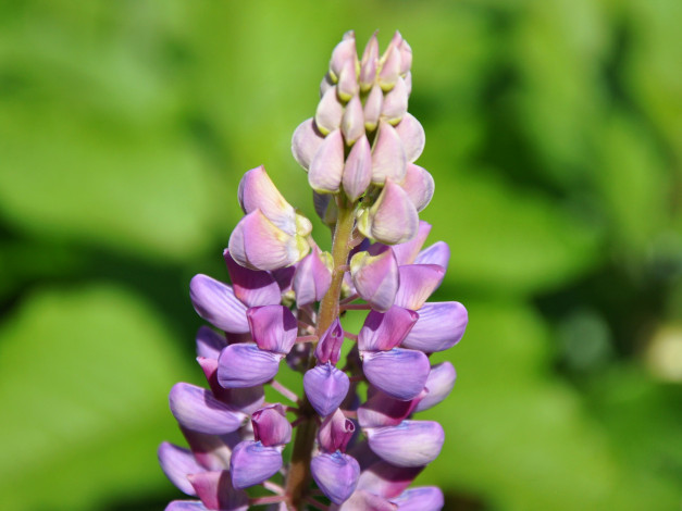 Обои картинки фото цветы, люпин