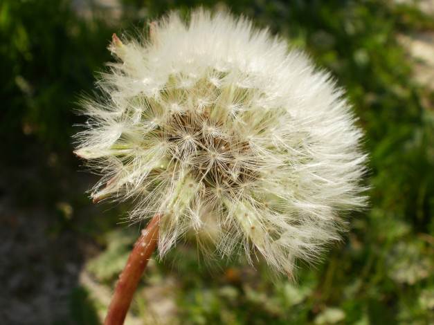 Обои картинки фото цветы, одуванчики