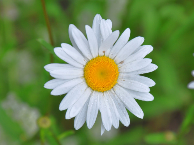 Обои картинки фото цветы, ромашки