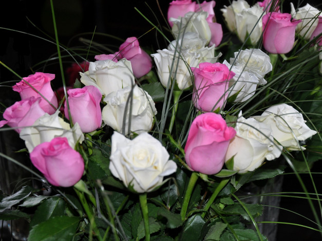 Обои картинки фото цветы, розы