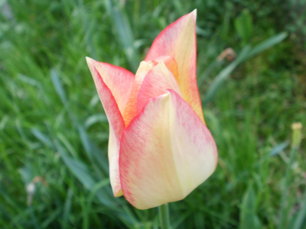 Обои картинки фото цветы, тюльпаны