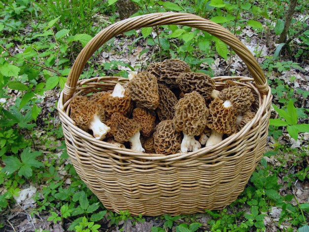 Обои картинки фото еда, грибы, грибные, блюда