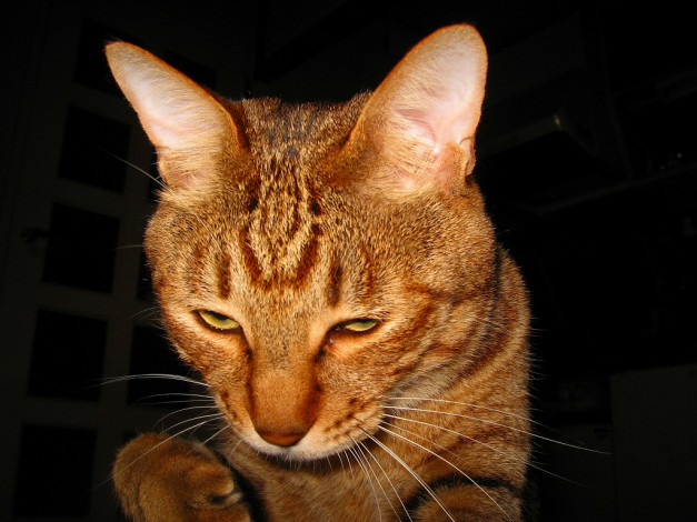 Обои картинки фото животные, коты