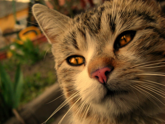 Обои картинки фото животные, коты