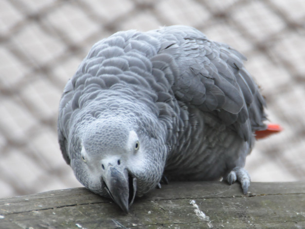 Обои картинки фото животные, попугаи