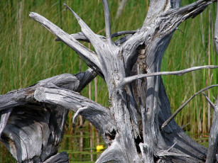 Картинка природа деревья коряга