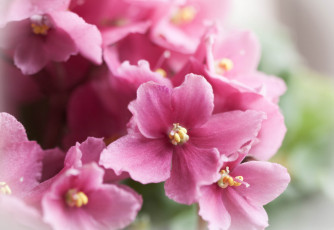 Картинка цветы фиалки розовый