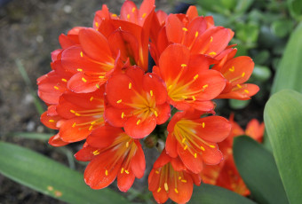 Картинка цветы кливия оранжевый