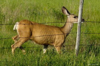 Картинка животные олени олень
