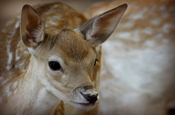 Картинка животные олени олененок