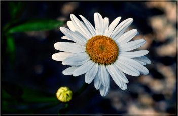 Картинка цветы ромашки ромашка