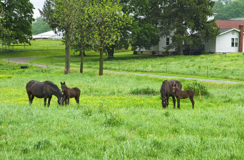 Картинка животные лошади