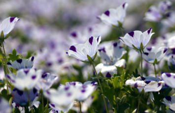Картинка цветы немофилы вероники пестрый много